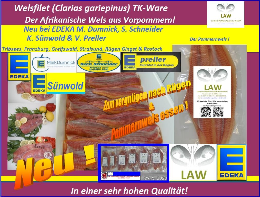 Welsfilet Fisch in Tribsees und Franzburg